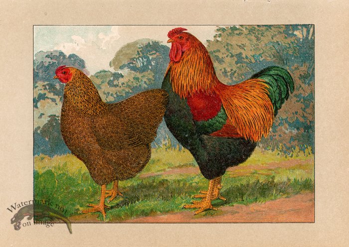 (image for) Chicken 43