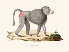 Cuvier 327 Male Cartarin