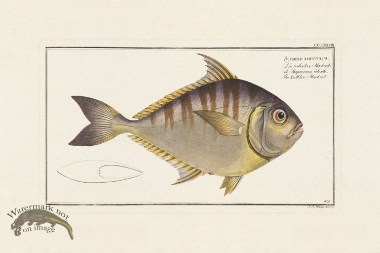 (image for) BLOCH FISH 428