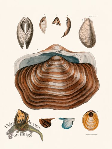 (image for) Cpt Brown Shell 11