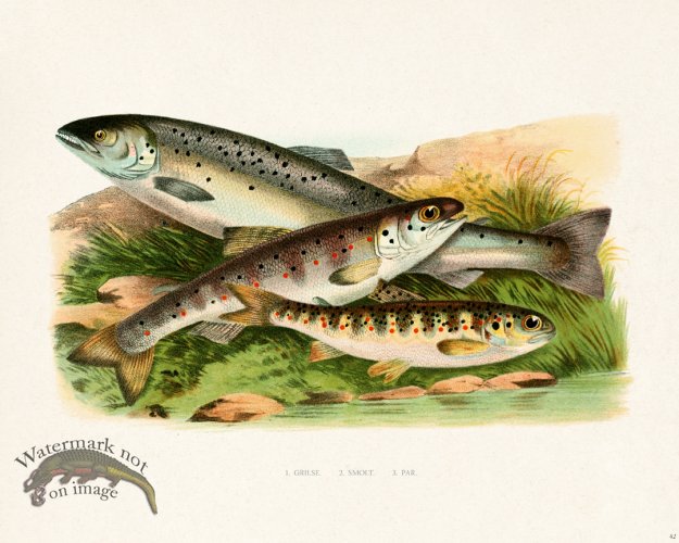 (image for) British FW 42