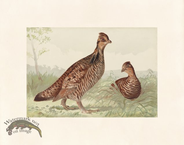 (image for) Pope 09 Pinnated Grouse