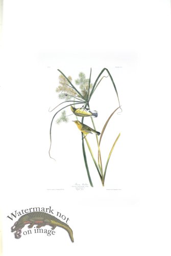 (image for) Prairie Warbler