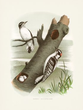 Thomas Gentry Bird 38