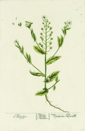 Blackwell German 252