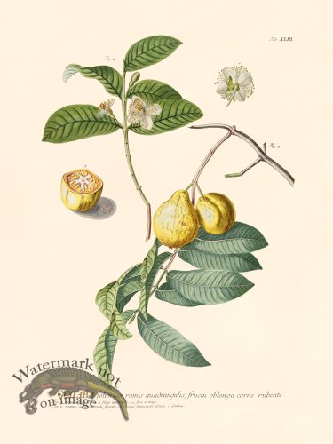 (image for) Trew Botanical 53