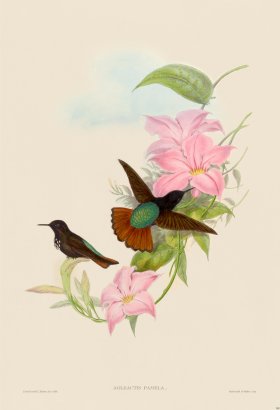 Gould Hummingbird 181