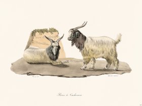 Cuvier 139 Cashmere Bourc