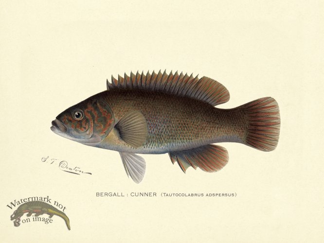 (image for) Bergall or Cunner