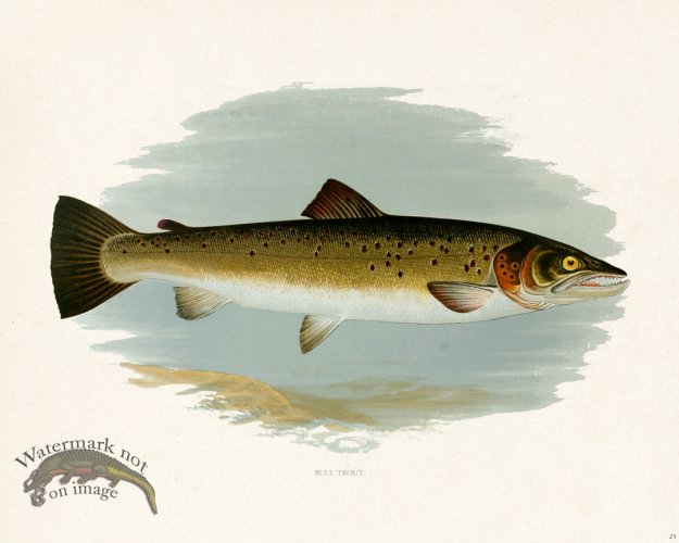 (image for) British FW 24