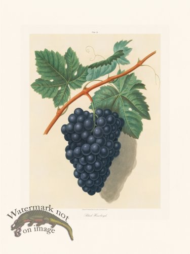 (image for) Brookshaw Fruit 26