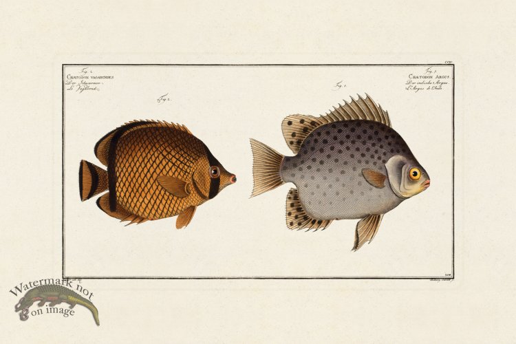 (image for) BLOCH FISH 204