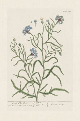 BEE 270 Small Blue -Bottle