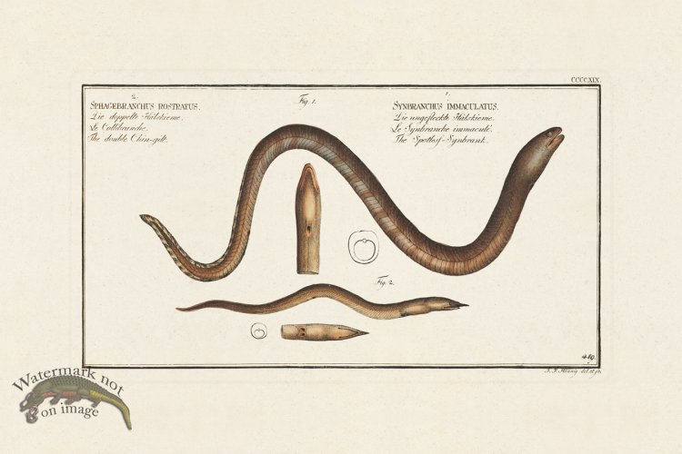 (image for) BLOCH FISH 419