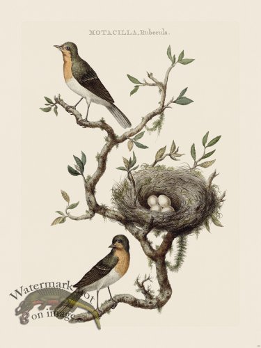 (image for) Nozeman Bird 175