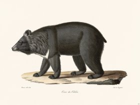 Cuvier 130 Bear Of Tibet