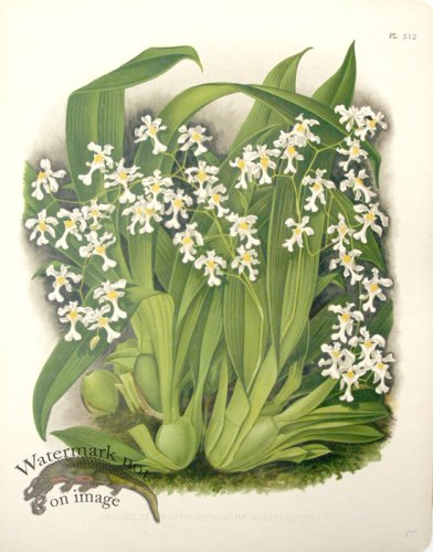 (image for) Linden Orchids 19