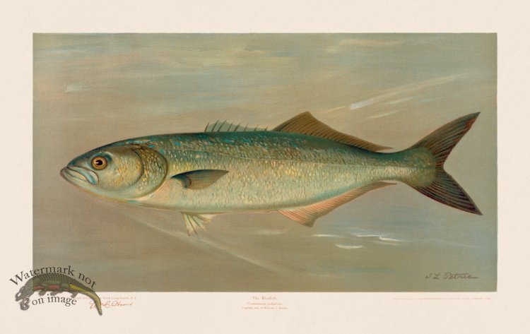 (image for) Bluefish