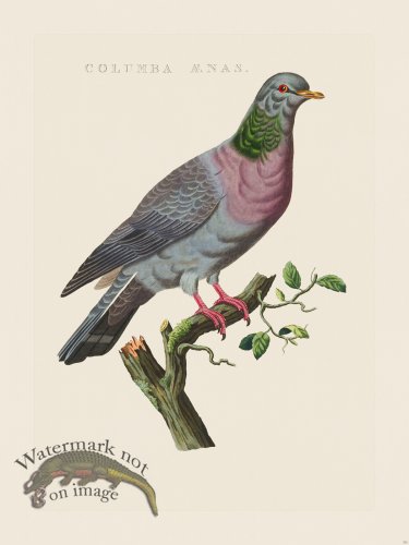 (image for) Nozeman Bird 131