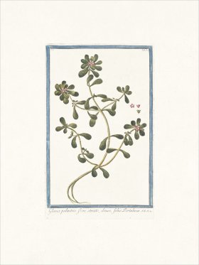 Bonelli 031 sword lily