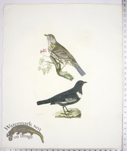 Missel Thrush and Ring Ouzel