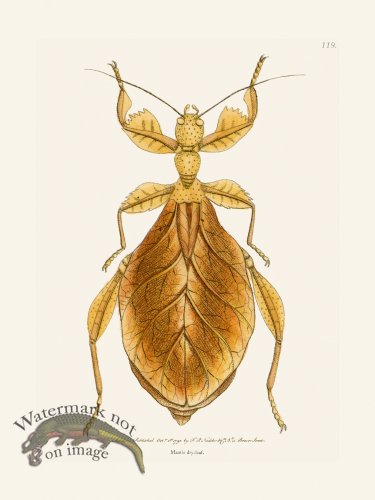 (image for) 119 Mantis Dry-Leaf