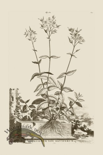 (image for) Abraham Munting 181