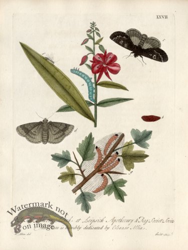 (image for) Albin Plate 67