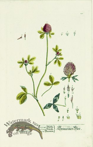 (image for) Blackwell German 101