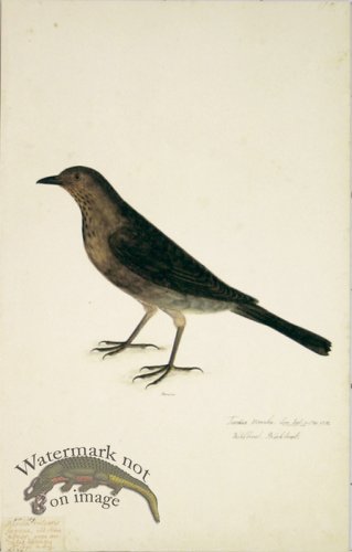 (image for) 109 Swedish Birds . Turdus Merula, Common Blackbird, Female
