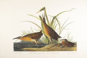 Virginia Rail