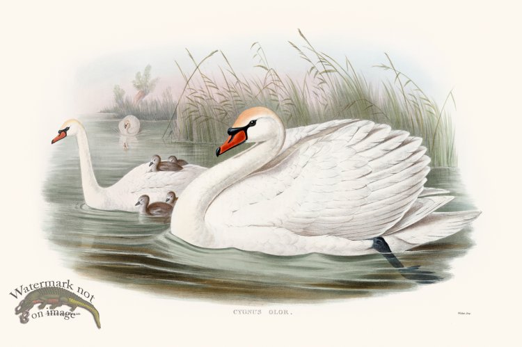 (image for) Gould Waterfowl 17