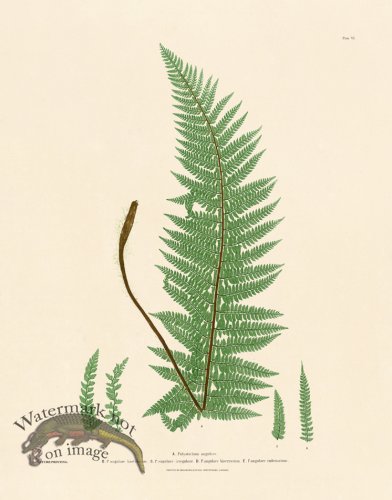 (image for) Bradbury Fern 06