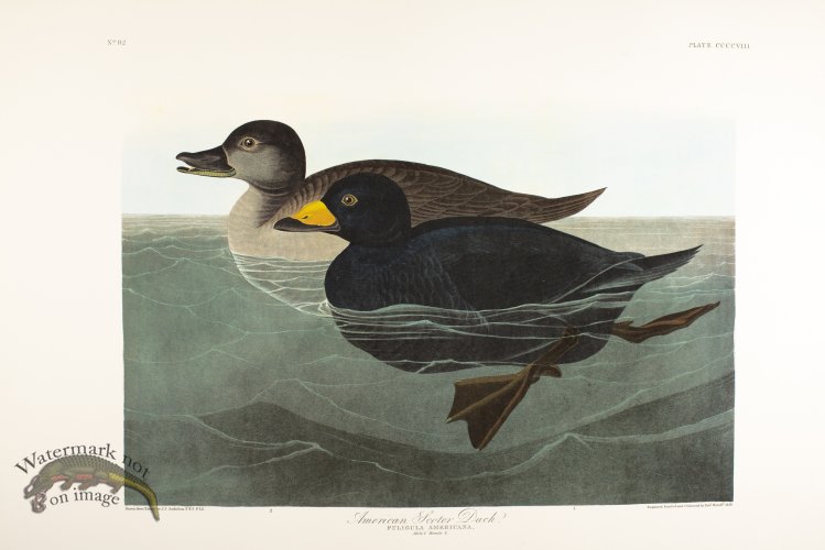 (image for) Dusky Albatros