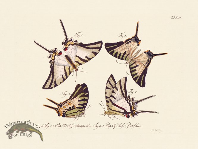 (image for) Jablonsky Butterfly 043