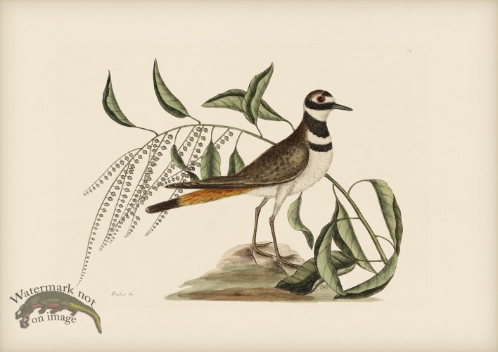 (image for) 071 Chattering Plower