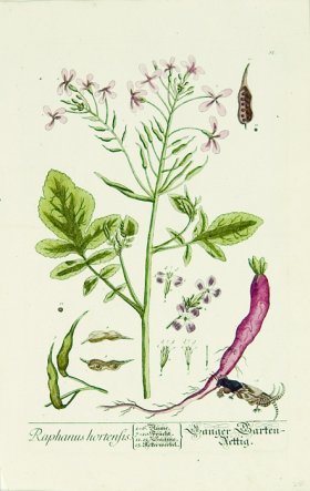 Blackwell German 017