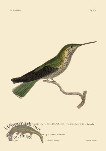 (image for) Humming Bird 43