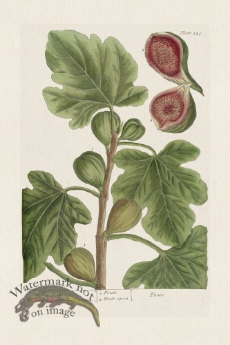 (image for) BEE 125 The Fig Tree