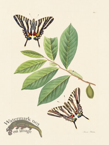 (image for) Abbot Butterfly 004