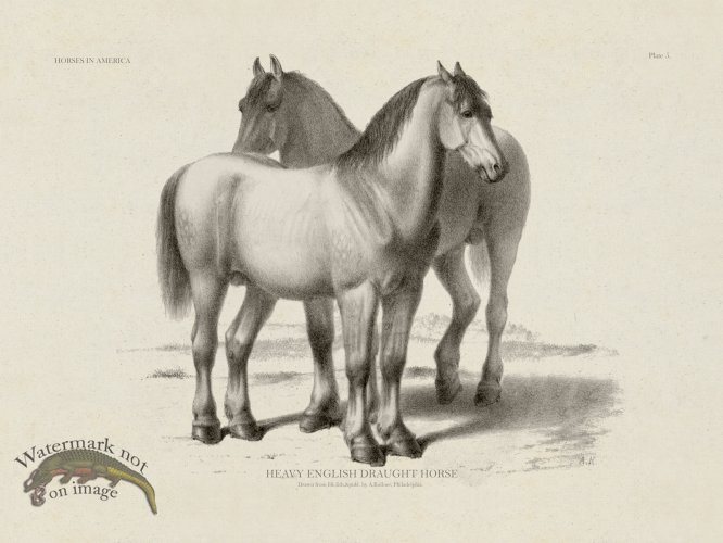 (image for) English Draught Horse