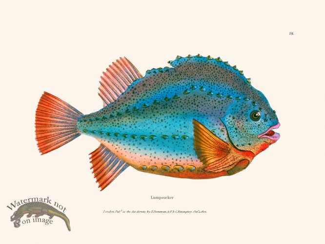 (image for) 019 Lumpsucker