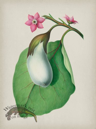 (image for) Andean Botanicals 007