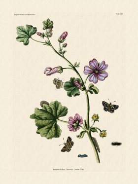 Wilkes Butterflies 110