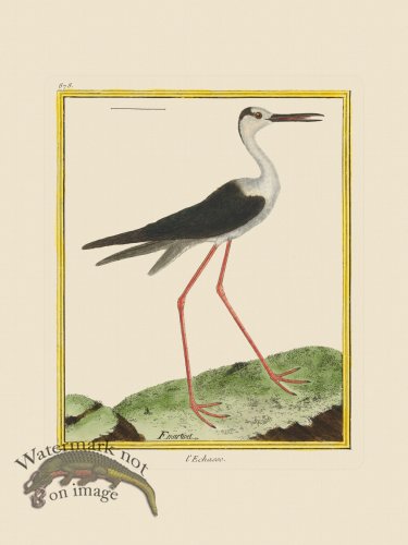 (image for) Martinet Bird 878