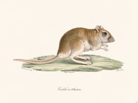 Cuvier 289 Gerbil Of Burton