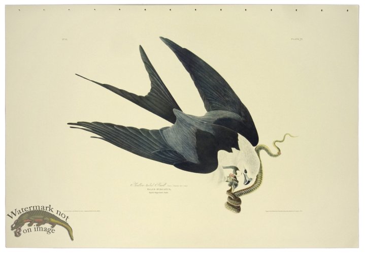 (image for) Yellow-tailed Hawk L.E.