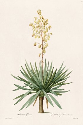 Les Liliacees Redoute 326