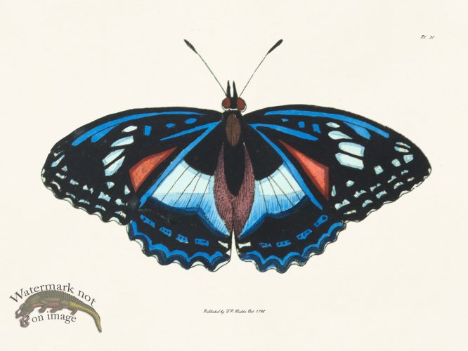 (image for) Nodder BF 31