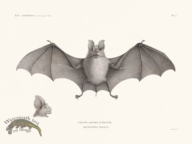 (image for) Bats of the World 08